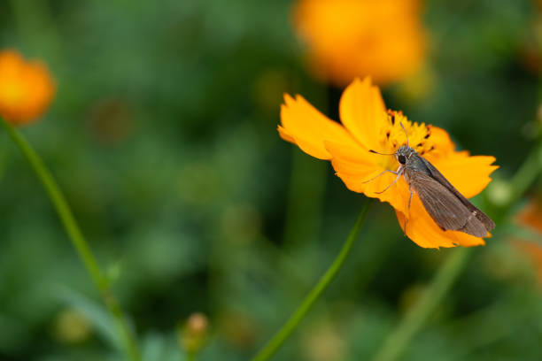 skipper butterfly on orange cosmos flower