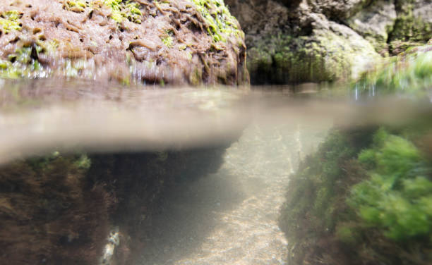 istock seabed, underwater photography 1042995192