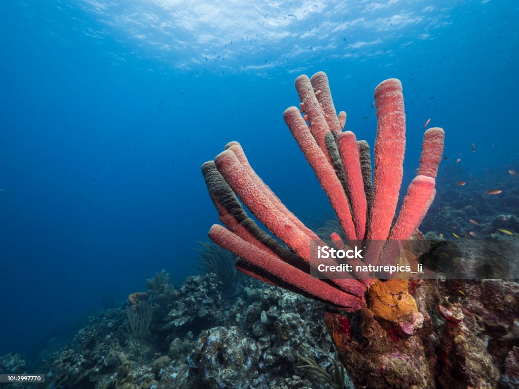 Seascape of coral reef in the Caribbean Sea around Curacao with various corals and sponges wide angel of coral reef at scuba dive around Curaçao /Netherlands Antilles with big tube sponge in foreground and blue background Sponge - Aquatic Animal Stock Photo