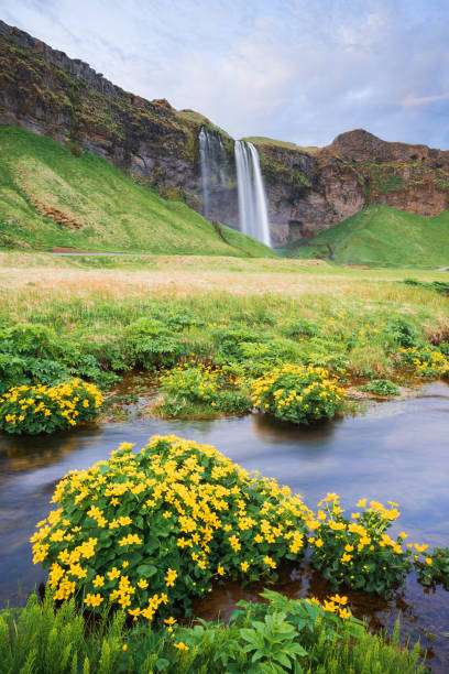 istock Seljalandsfoss - beautiful waterfall in Iceland 1042997774