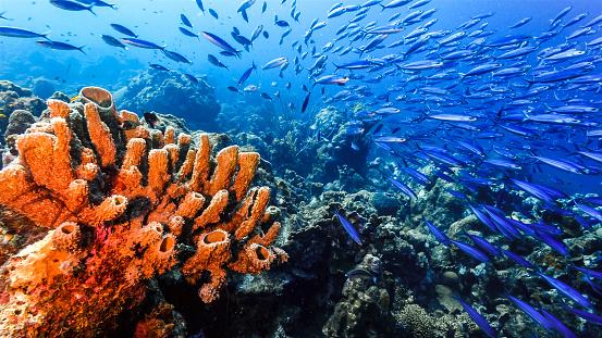 Coral Reef with Tropical Fishes, Red Sea, Egypt