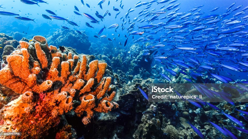 Seascape of coral reef in the Caribbean Sea around Curacao with sponge and school of fish wide angel of coral reef at scuba dive around Curaçao /Netherlands Antilles with sponge in foreground and school of fish in blue background Reef Stock Photo