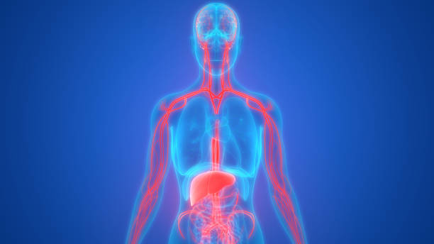 istock Human Liver with Nervous System Anatomy 1042997818