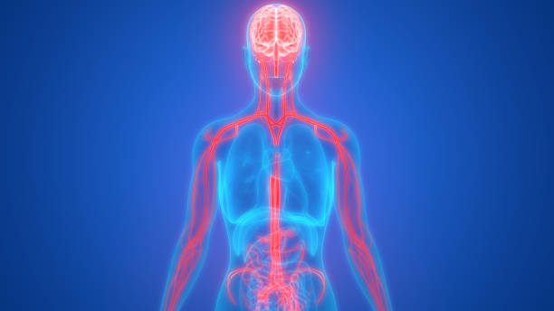 istock Human Brain with Circulatory System Anatomy 1042997860