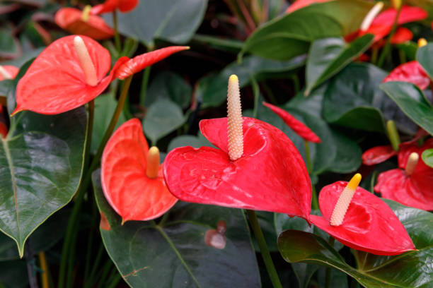 grand groupe de fleurs d’anthurium rouge vif - anthurium flower formal garden tropical climate photos et images de collection