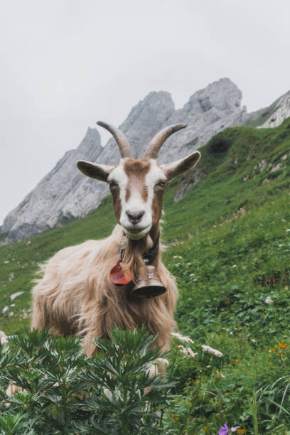 Sheep on pasture in Swiss Alps, Appenzell