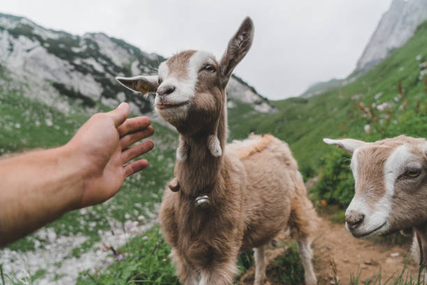 Man stroking sheep on pasture in Swiss Alps, Appenzell