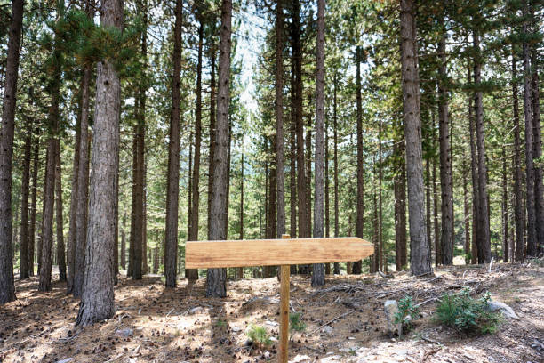 istock Wooden signboard in the forest 1043003260