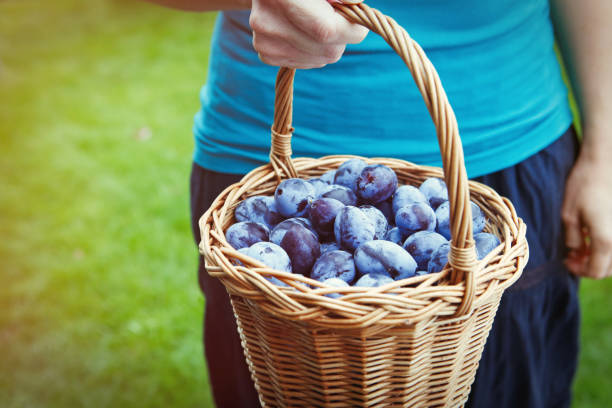 プラムのバスケット - plum fruit basket wicker ストックフォトと画像