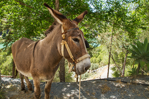 portrait of a brown donkie in a backyard