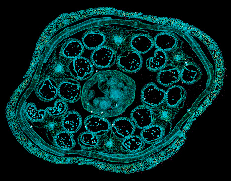 microscopic view of plant cells for botanic education and analysis
