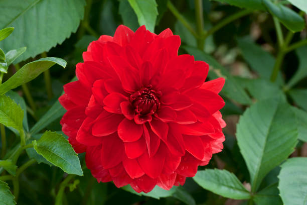 istock Beautiful red dahlia in garden 1043008326