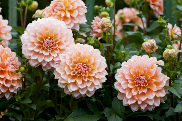 Beautiful orange dahlia in garden A picture of the beautiful orange dahlia. dahlia photos stock pictures, royalty-free photos & images