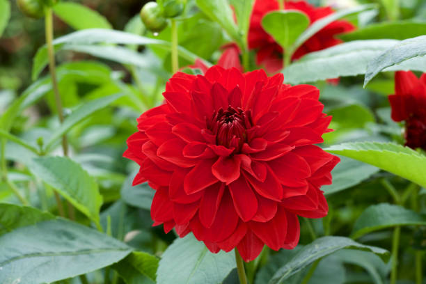 istock Beautiful red dahlia in garden 1043008756
