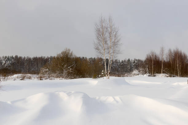 Lonely Tree in Snowy Winter Landscape, Cold Mountain Postcard Background