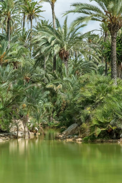 istock lake and palm trees in El palmeral park 1043011706