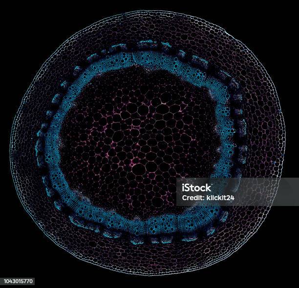 Cabbage Cell Cabbage Stem Cross Section Cut Under The Microscope Stock Photo ...
