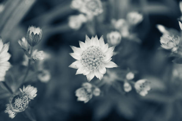 istock Blooming Astrantia in the garden. Selective focus. 1043021504