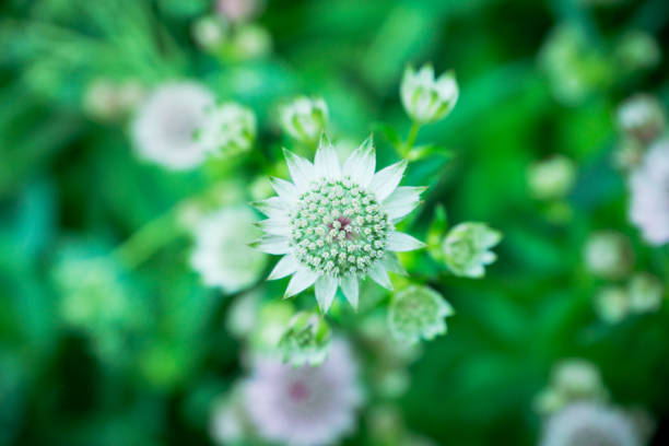 Blooming Astrantia in the garden. Selective focus. Shallow depth of field.