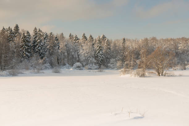 Winter snow forest. Christmas and New Year.