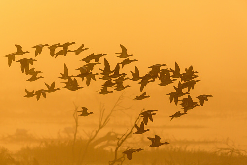 Flock of ducks flying in sunrise fog over the lake