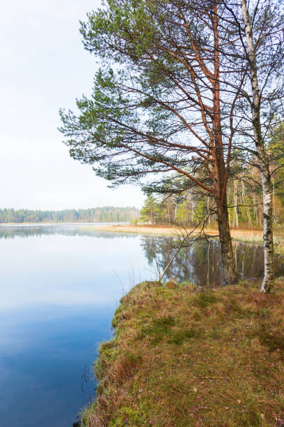 деревья у кромки воды на болоте - boreal forest lake riverbank waters edge стоковые фото и изображения