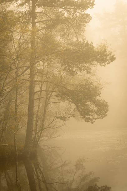 mgła nad jeziorem z sosną na brzegu wody - boreal forest lake riverbank waters edge zdjęcia i obrazy z banku zdjęć