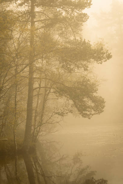fog by a lake with a pine at the water's edge - boreal forest lake riverbank waters edge imagens e fotografias de stock