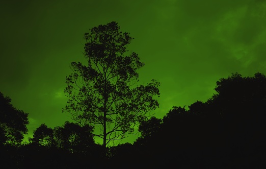 Tree Silhouette with Green Cèu