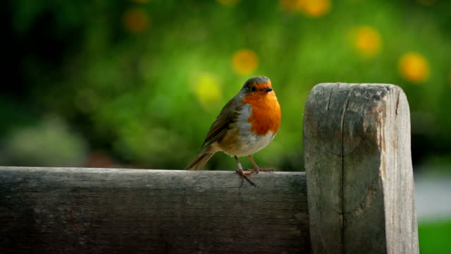 Robin Hopping On Bench In Sunny Garden