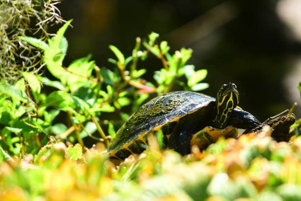 suwannee cooter tortugas tomando el sol, rodeado de vegetación y musgo español - emídidos fotos fotografías e imágenes de stock