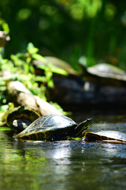 istock Two sets of lined-up Suwannee Cooter turtles sunbathing on river logs 1043026688