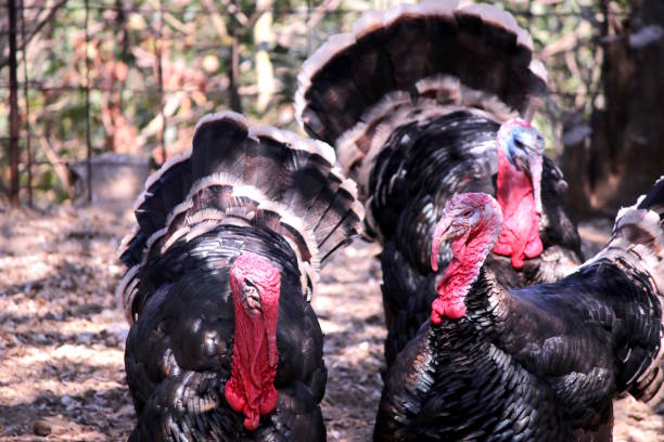 istock Turkeys on a farm, Greece 1043036398