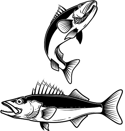 Walleye fish sign on white background. Zander fishing. Design element for label, emblem, sign. Vector illustration