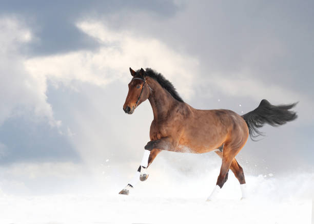istock Purebred horse running in snow 1043041250