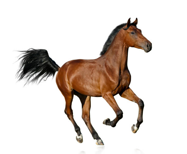 istock Young bay purebred stallion isolated 1043041254