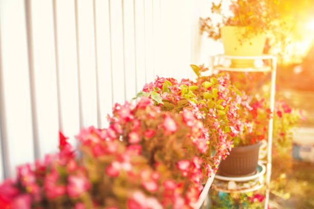 Flowerbed, Ornamental Garden, Plant, Summer, Balcony