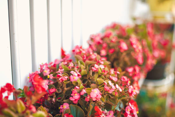 istock Balcony flower boxes filled with flowers 1043045882