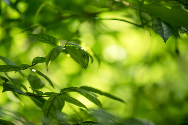istock Abstract nature Green leaf background and beautiful wallpaper. 1043046280