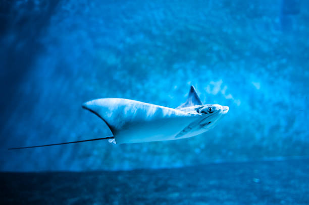 istock Cramp-fish in blue water. Stingray swimming underwater 1043051384