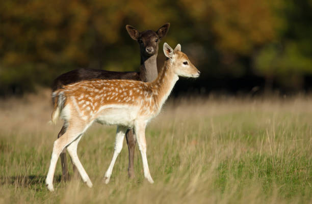 istock Two young Fallow deer grazing in the meadow 1043052098