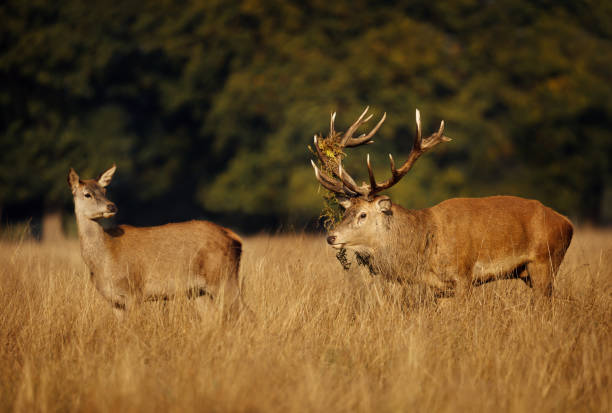 istock Red deer stag standing by a hind during rutting season 1043055094