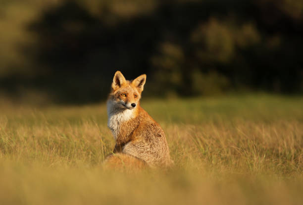 Red fox sitting in the field on a sunny day