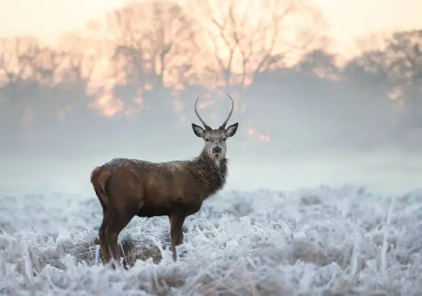 Photo of Young red deer buck standing in the frosted grass on an early cold winter morning