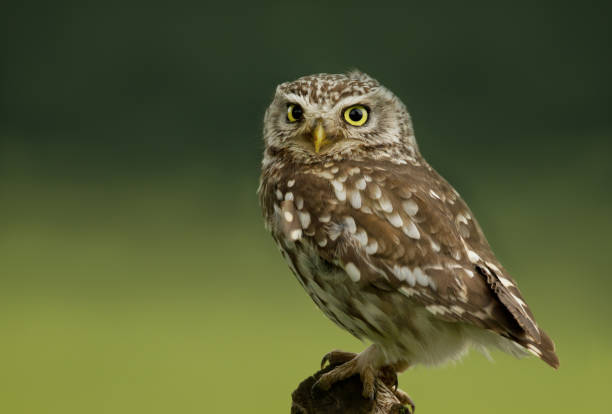istock Close up of a Little Owl perching on a post 1043055510