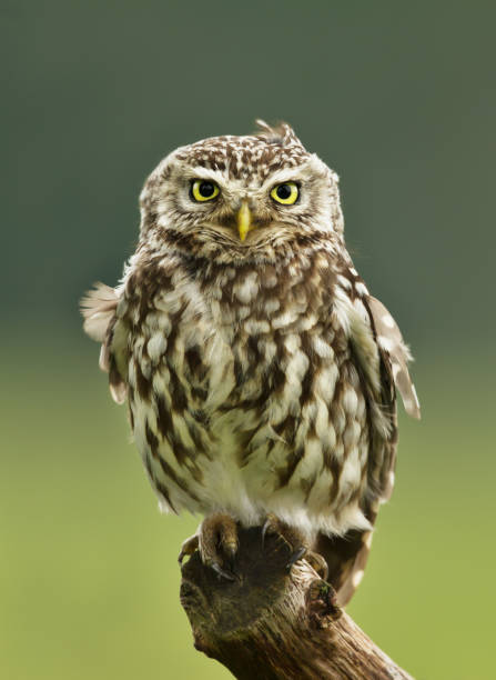 Little Owl perching on a post against green background