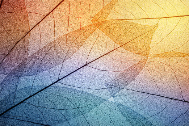 istock Colorful leaves background. Leaf texture. Macro shot. 1043058916