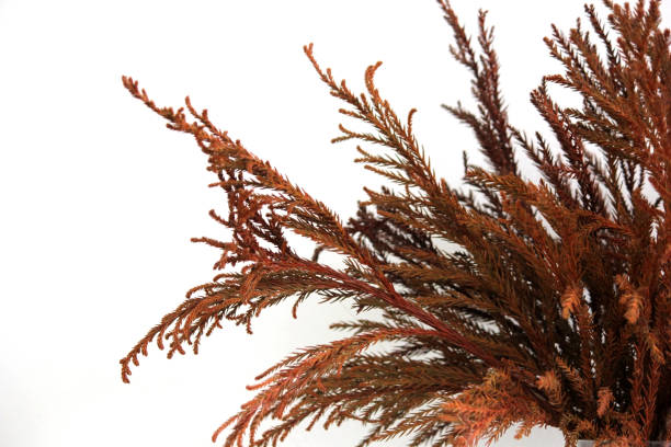 istock dried flowers in vase 1043061966