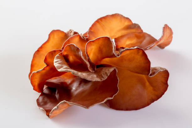 istock Black Fungus on white background 1043062134