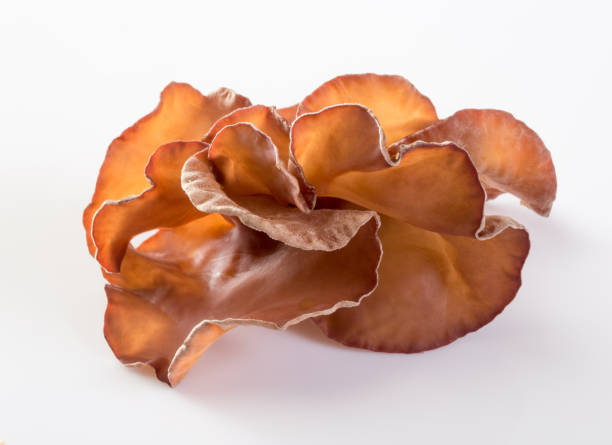 istock Black Fungus on white background 1043062162